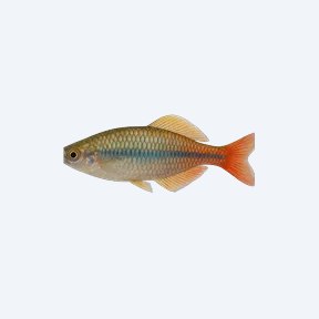 Threadfin Rainbowfish (Melanotaeniidae sp.) in a planted freshwater aquarium