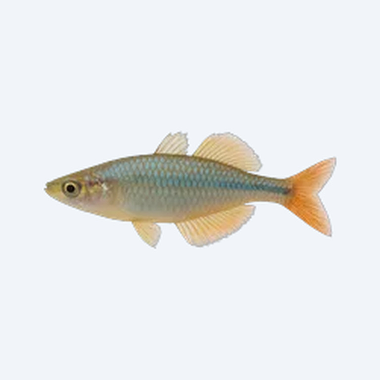 Threadfin Rainbowfish (Melanotaeniidae sp.) in a freshwater aquarium