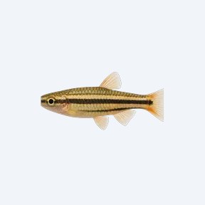 Three-lined Pencilfish (Nannostomus sp.) in a planted freshwater aquarium