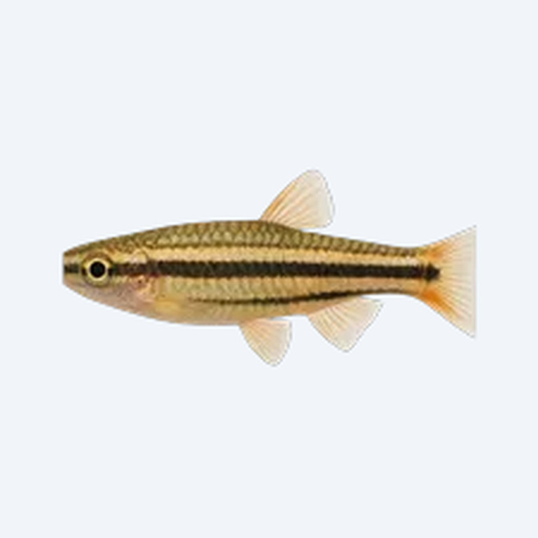 Three-lined Pencilfish (Nannostomus sp.) in a planted freshwater aquarium