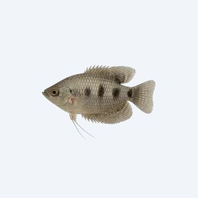 Three Spot Gourami (Trichopodus trichopterus) in a planted freshwater aquarium
