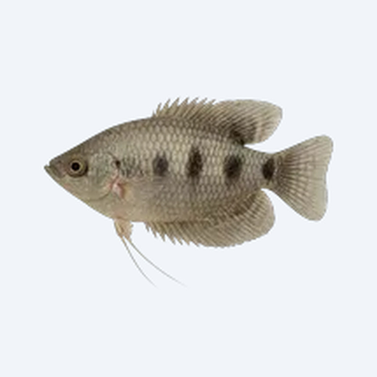 Three Spot Gourami (Trichopodus trichopterus) in a planted freshwater aquarium