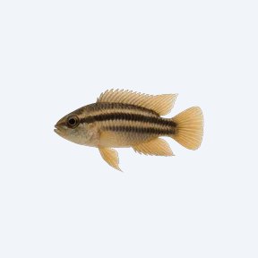 Three-Stripe Dwarf Cichlid (Cichlidae sp.) in a planted freshwater aquarium
