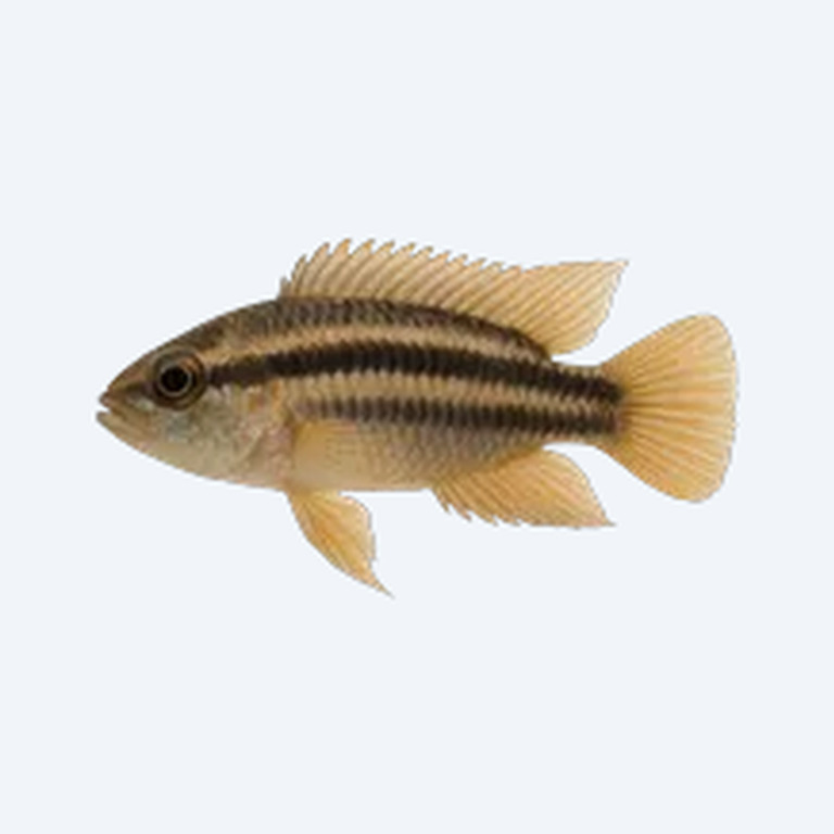 Three-Stripe Dwarf Cichlid (Cichlidae sp.) in a freshwater aquarium