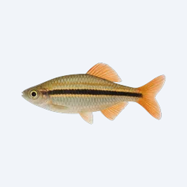 Three-stripe Rainbowfish (Melanotaenia trifasciata) in a freshwater aquarium