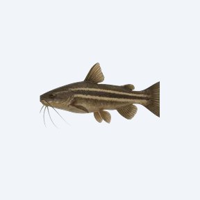 Three-striped African Catfish (Siluriformes sp.) in a planted freshwater aquarium