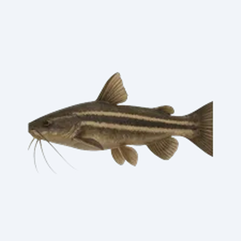 Three-striped African Catfish (Siluriformes sp.) in a freshwater aquarium