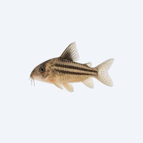 Threestripe Cory (Corydoras sp.) in a planted freshwater aquarium