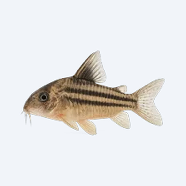Threestripe Cory (Corydoras sp.) in a freshwater aquarium