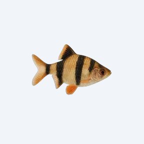 Tiger Barb (Puntigrus tetrazona) in a planted freshwater aquarium