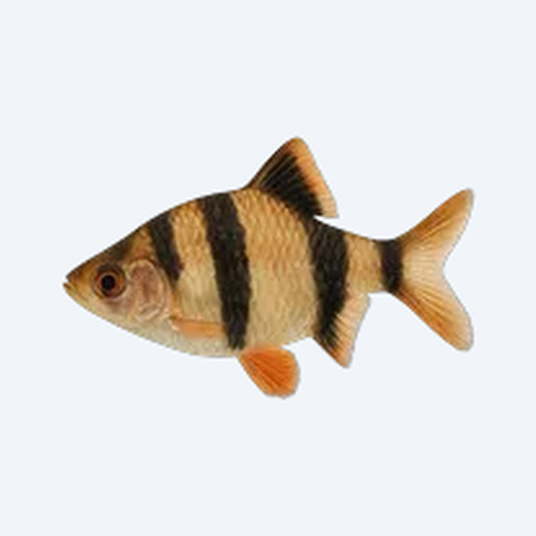Tiger Barb (Puntigrus tetrazona) in a planted freshwater aquarium