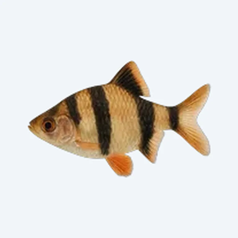 Tiger Barb in aquarium