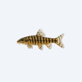 Tiger Hillstream Loach (Cobitoidea sp.) in a planted freshwater aquarium