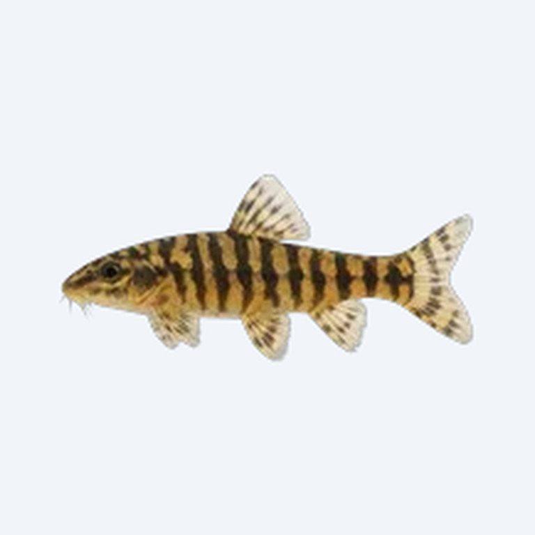 Tiger Hillstream Loach (Cobitoidea sp.) in a planted freshwater aquarium