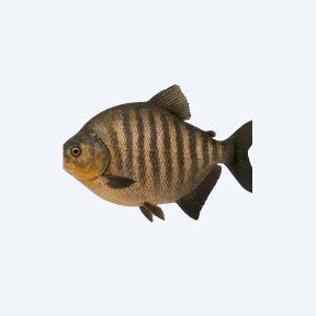 Tiger Pacu (Piaractus brachypomus) in a planted freshwater aquarium