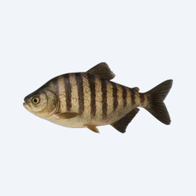 Tiger Pacu (Piaractus brachypomus) in a planted freshwater aquarium