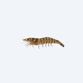 Tiger Shrimp (Caridina mariae) in a planted freshwater aquarium