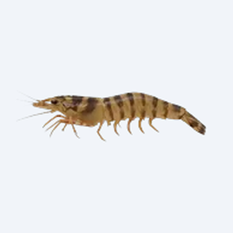 Tiger Shrimp (Caridina mariae) in a freshwater aquarium