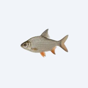 Tinfoil Barb (Barbonymus schwanenfeldii) in a planted freshwater aquarium