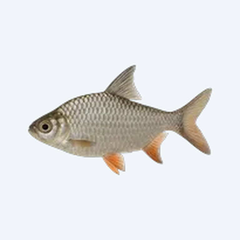 Tinfoil Barb (Barbonymus schwanenfeldii) in a freshwater aquarium