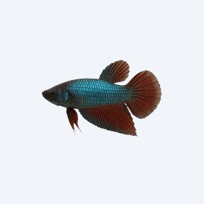 Toba Betta (Betta sp.) in a planted freshwater aquarium
