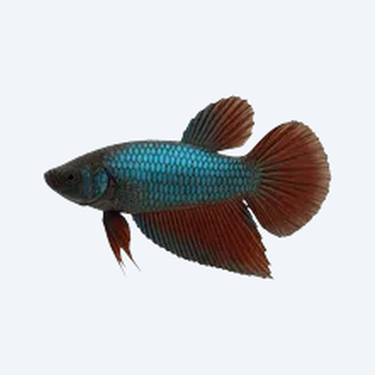 Toba Betta (Betta sp.) in a planted freshwater aquarium