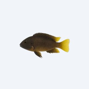 Trimac Cichlid (Cichlasoma trimaculatum) in a planted freshwater aquarium