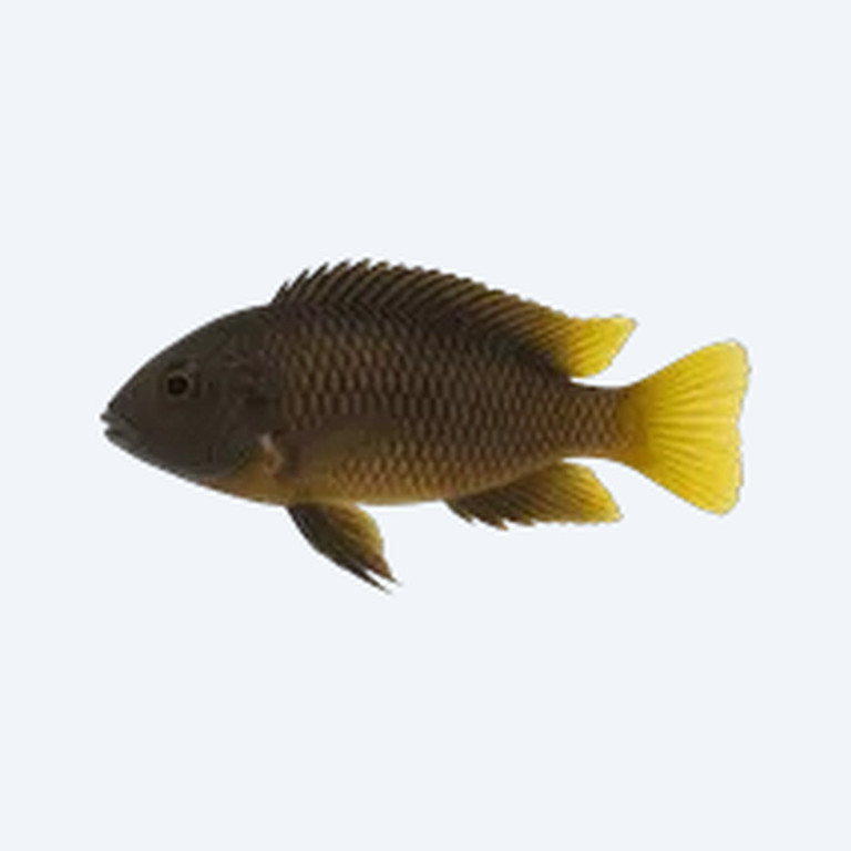 Trimac Cichlid (Cichlasoma trimaculatum) in a freshwater aquarium