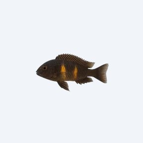Tropheus duboisi (Tropheus duboisi) in a planted freshwater aquarium