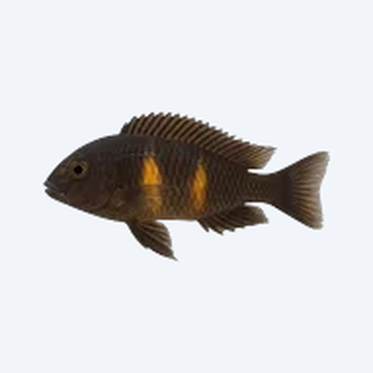 Tropheus duboisi (Tropheus duboisi) in a freshwater aquarium