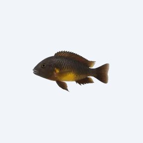 Tropheus moorii (Tropheus moorii) in a planted freshwater aquarium
