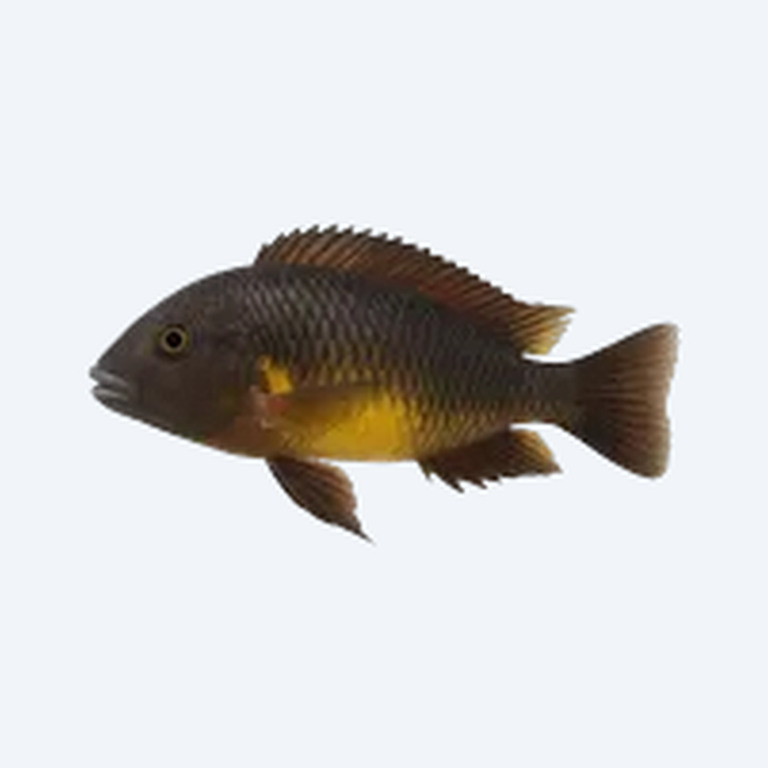Tropheus moorii (Tropheus moorii) in a freshwater aquarium
