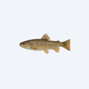 Trout Goodeid (Allotoca dugesii) in a planted freshwater aquarium