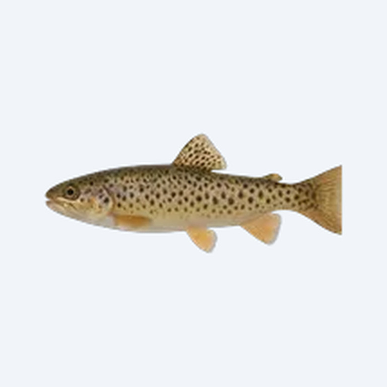 Trout Goodeid (Allotoca dugesii) in a planted freshwater aquarium