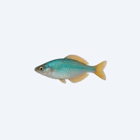 Turquoise Rainbowfish (Melanotaenia lacustris) in a planted freshwater aquarium
