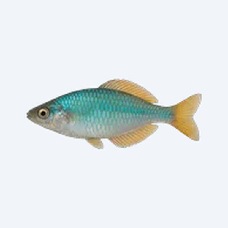 Turquoise Rainbowfish (Melanotaenia lacustris) in a planted freshwater aquarium