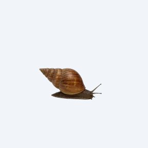 Turret Snail (Melanoides tuberculata) in a planted freshwater aquarium