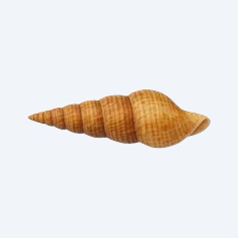Turret Snail (Melanoides tuberculata) in a freshwater aquarium