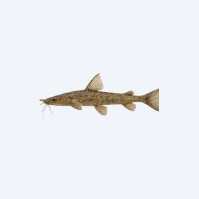 Twig Catfish (Siluriformes sp.) in a planted freshwater aquarium