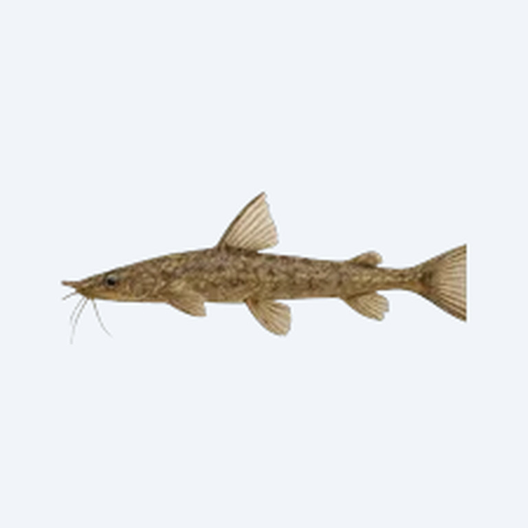 Twig Catfish (Siluriformes sp.) in a freshwater aquarium