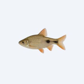 Two-spot Barb (Barbodes binotatus) in a planted freshwater aquarium