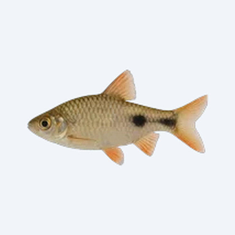 Two-spot Barb (Barbodes binotatus) in a freshwater aquarium