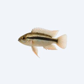 Two-Stripe Dwarf Cichlid (Cichlidae sp.) in a planted freshwater aquarium