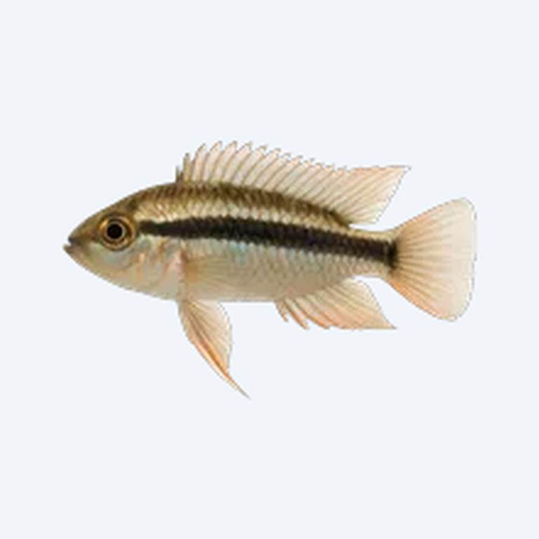 Two-Stripe Dwarf Cichlid (Cichlidae sp.) in a freshwater aquarium