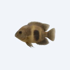 Uaru Cichlid (Cichlidae sp.) in a planted freshwater aquarium