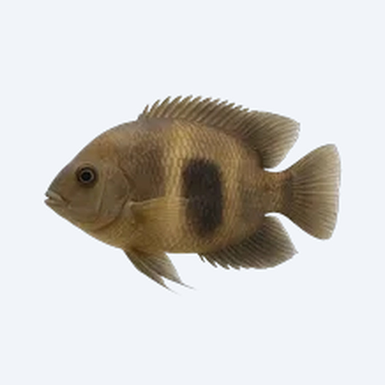 Uaru Cichlid (Cichlidae sp.) in a freshwater aquarium