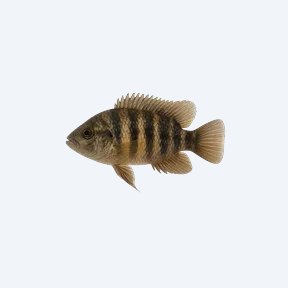 Umbrella Cichlid (Cichlidae sp.) in a planted freshwater aquarium