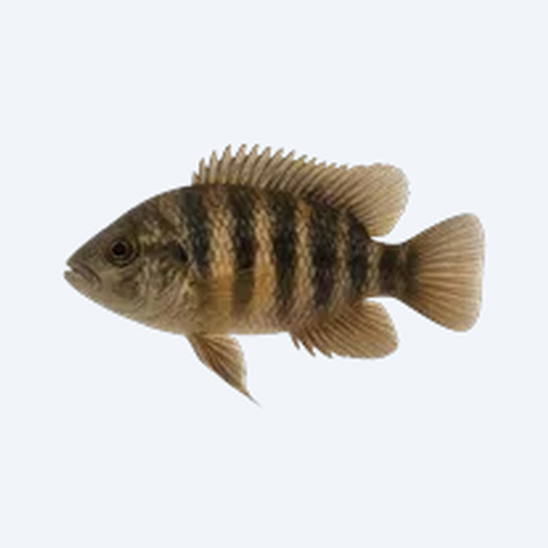 Umbrella Cichlid (Cichlidae sp.) in a freshwater aquarium