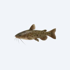 Upside-down Catfish (Synodontis nigriventris) in a planted freshwater aquarium