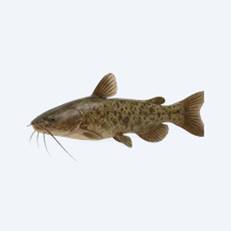 Upside-down Catfish (Synodontis nigriventris) in a freshwater aquarium